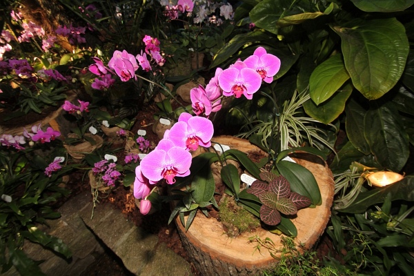 Phalaenopsis   041.jpg